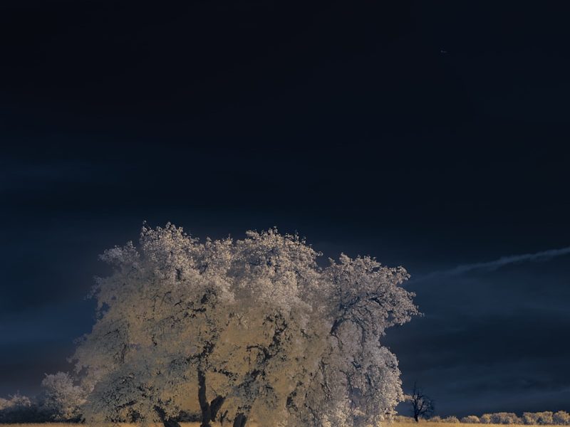 A lone tree in a field at night